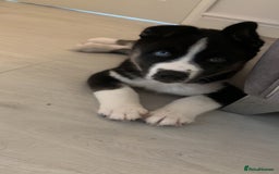 Mixed Breed dogs for sale: Huskita - Image 4