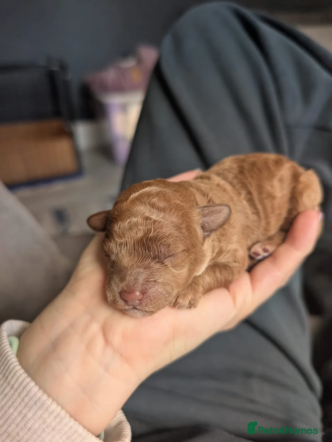 Maltipoo dogs for sale: Home-raised F1b Maltipoo Puppies – Red & Champagne in Rugeley - Advert 2