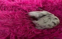Australian Shepherd dogs for sale: Beautiful Australian Shepherd KC registration🥰 - Image 10