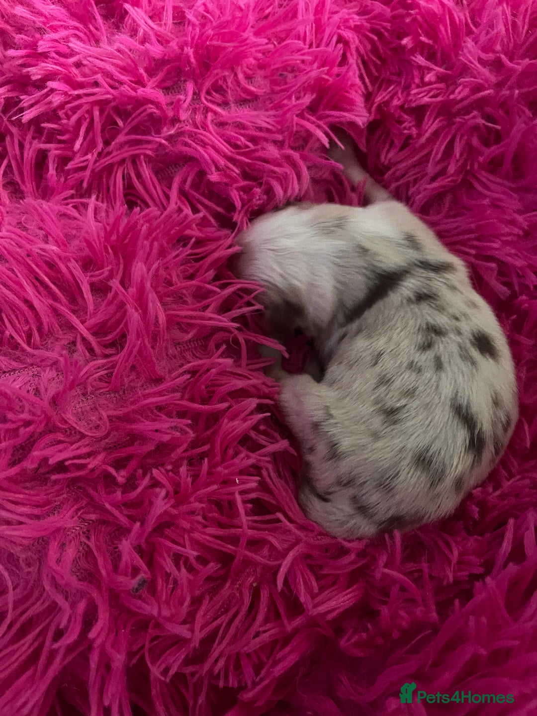 Australian Shepherd dogs for sale: Beautiful Australian Shepherd KC registration🥰 - Image 10