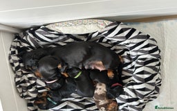 Miniature Dachshund dogs for sale: Beautiful miniature Dachshund  - Image 6