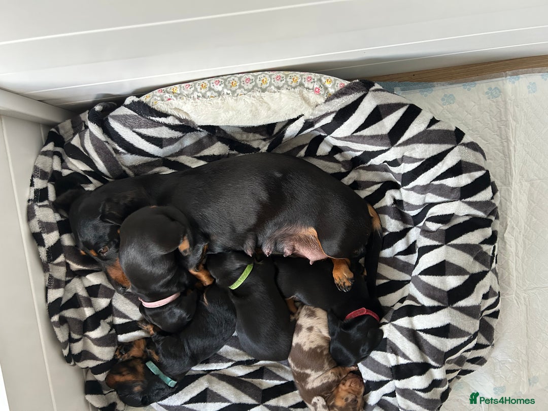 Miniature Dachshund dogs for sale: Beautiful miniature Dachshund  - Image 6