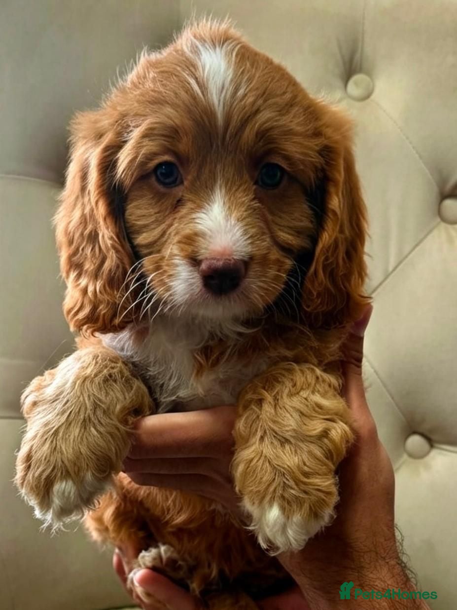 Cavapoo dogs VERY RARE TOY CAVAPOO PUPPIES READY TO LEAVE!  - Advert 4