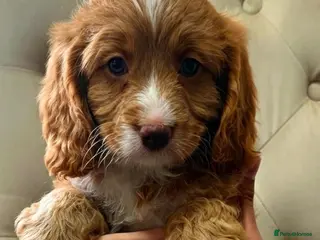 Cavapoo dogs VERY RARE TOY CAVAPOO PUPPIES READY TO LEAVE! - Advert 4