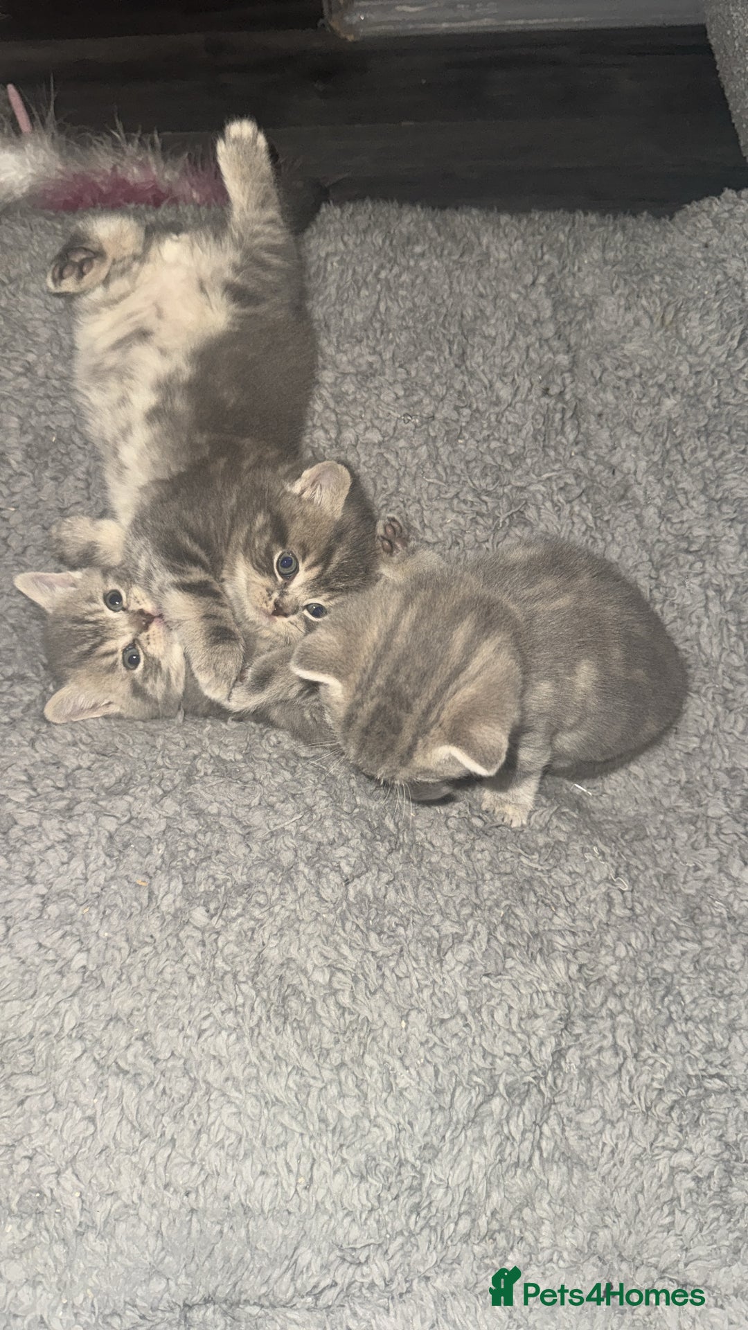 British Shorthair cats for sale: 👉 British Shorthair Kittens – Ready 14 Feb - Advert 8