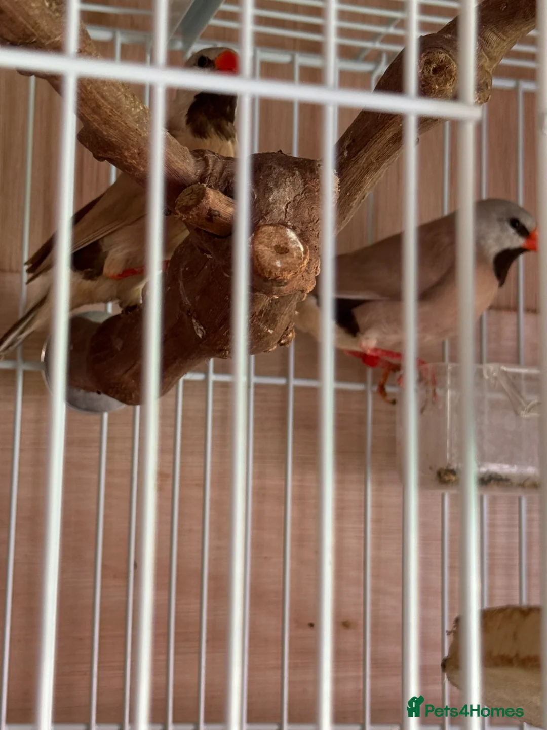 Finches birds for sale: Lovely pair heck’s long tail grass finch  - Advert 3