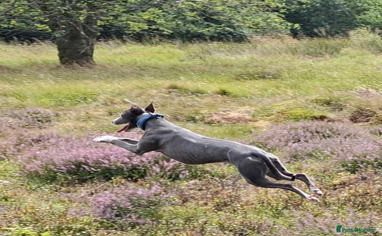 Whippet dogs - Advert 2
