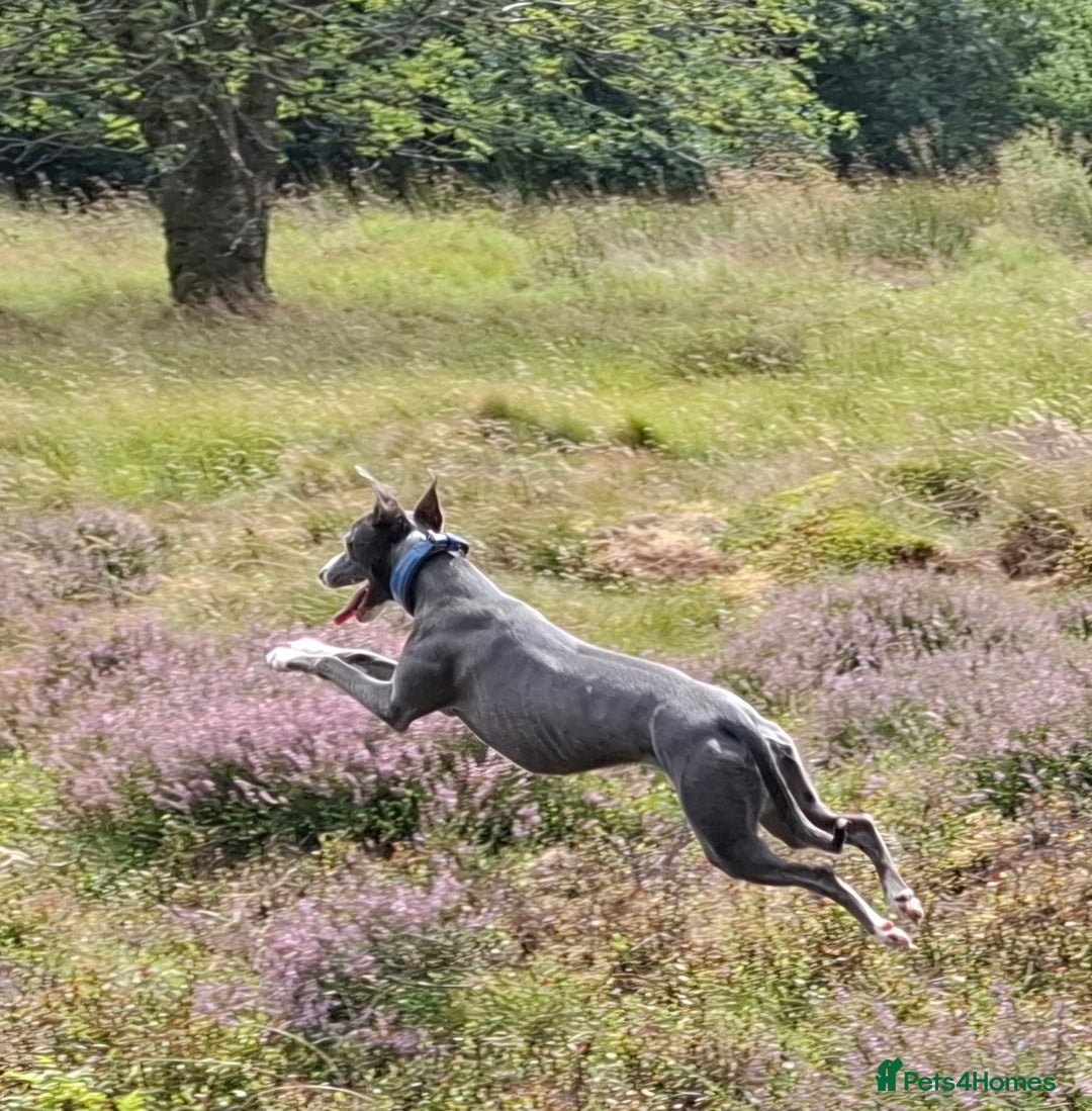 Whippet dogs for stud: Classy Smart Blue Boy 19.5tts.Sportingbred. - Image 1