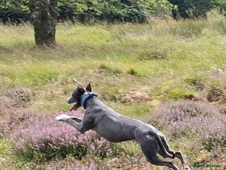 Whippet dogs - Advert 2