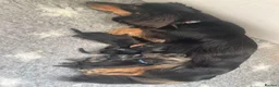 Miniature Dachshund dogs for sale: Adorable Miniature Dachshund Puppies  in Manchester - Advert 3