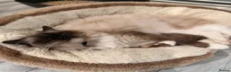 Ragdoll cats for sale: Exceptional Ragdolls  - Advert 25