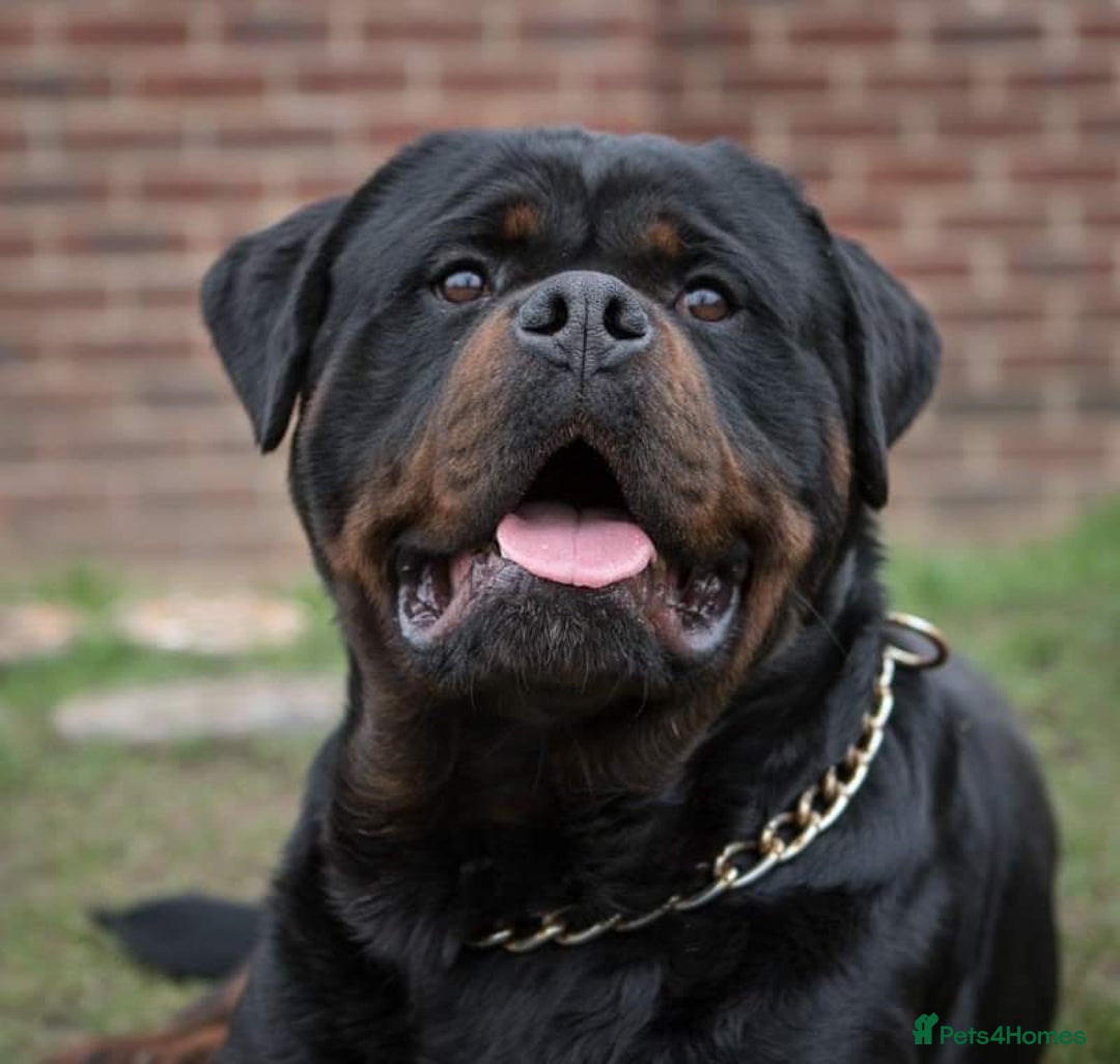 Rottweiler dogs for stud: Stunning Boy Available For Stud……. in Diss - Image 4