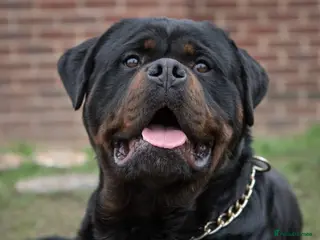 Rottweiler dogs Stunning Boy Available For Stud……. - Advert 1