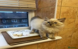 Ragdoll cats for sale: GCCF Registered Kittens - Image 14