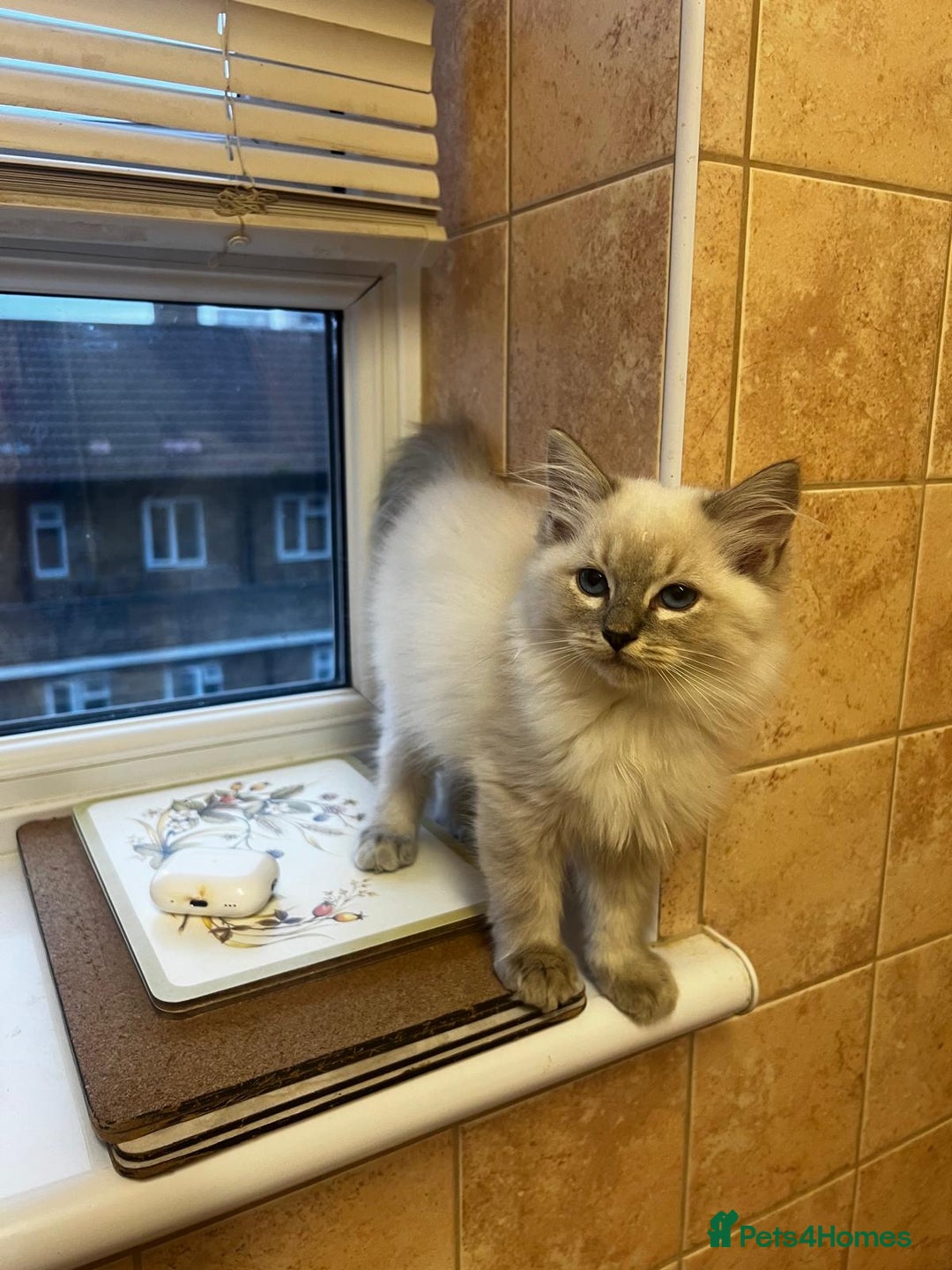 Ragdoll cats for sale: GCCF Registered Kittens - Image 14