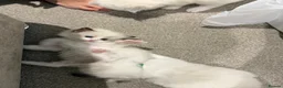 Ragdoll cats for sale: 2 Seal Bicolor Ragdoll Kitten for sale - Advert 8