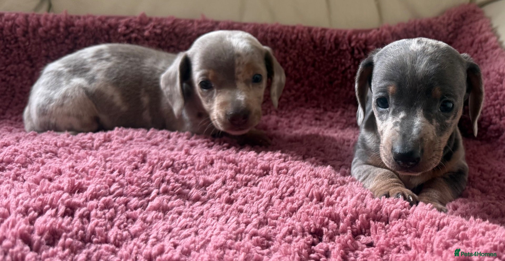 Dachshund dogs Miniature dachshunds - Advert 1