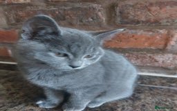 British Shorthair cats for sale: Stunning British Short ready for forever home - Advert 8
