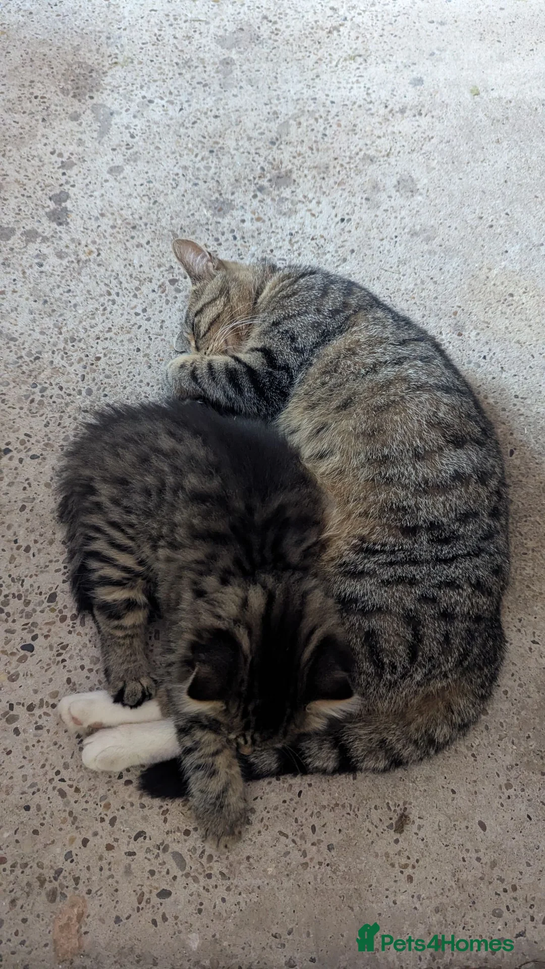 Mixed Breed cats for sale: Beautiful fluffy kitten, sweetest temperament. - Advert 6