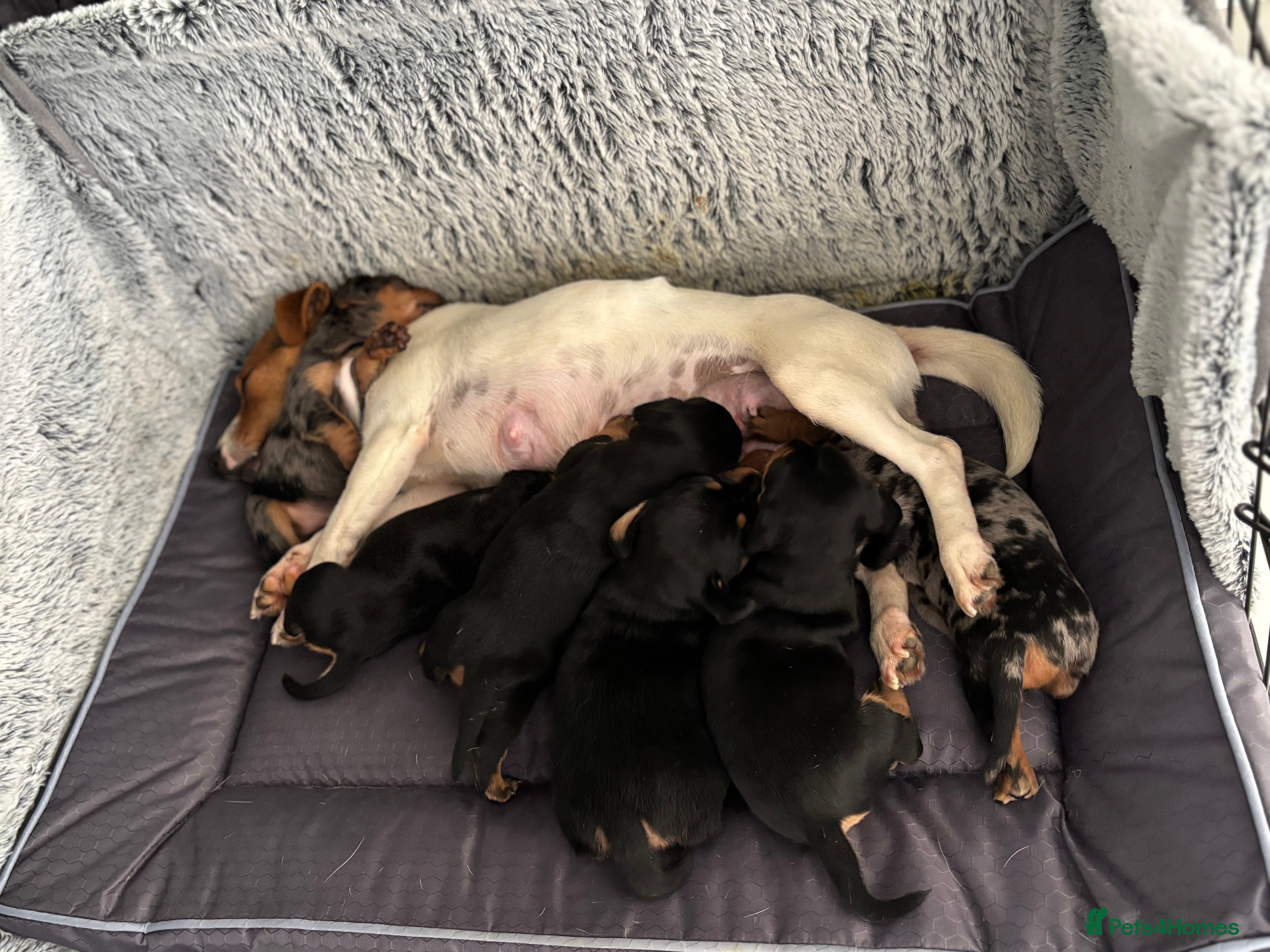 Mixed Breed dogs Jackhound - mums a jack dads mearle dachshund  - Advert 18