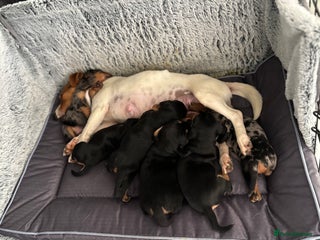 Mixed Breed dogs Jackhound - mums a jack dads mearle dachshund - Advert 1