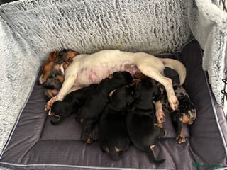 Mixed Breed dogs Jackhound - mums a jack dads mearle dachshund - Advert 19