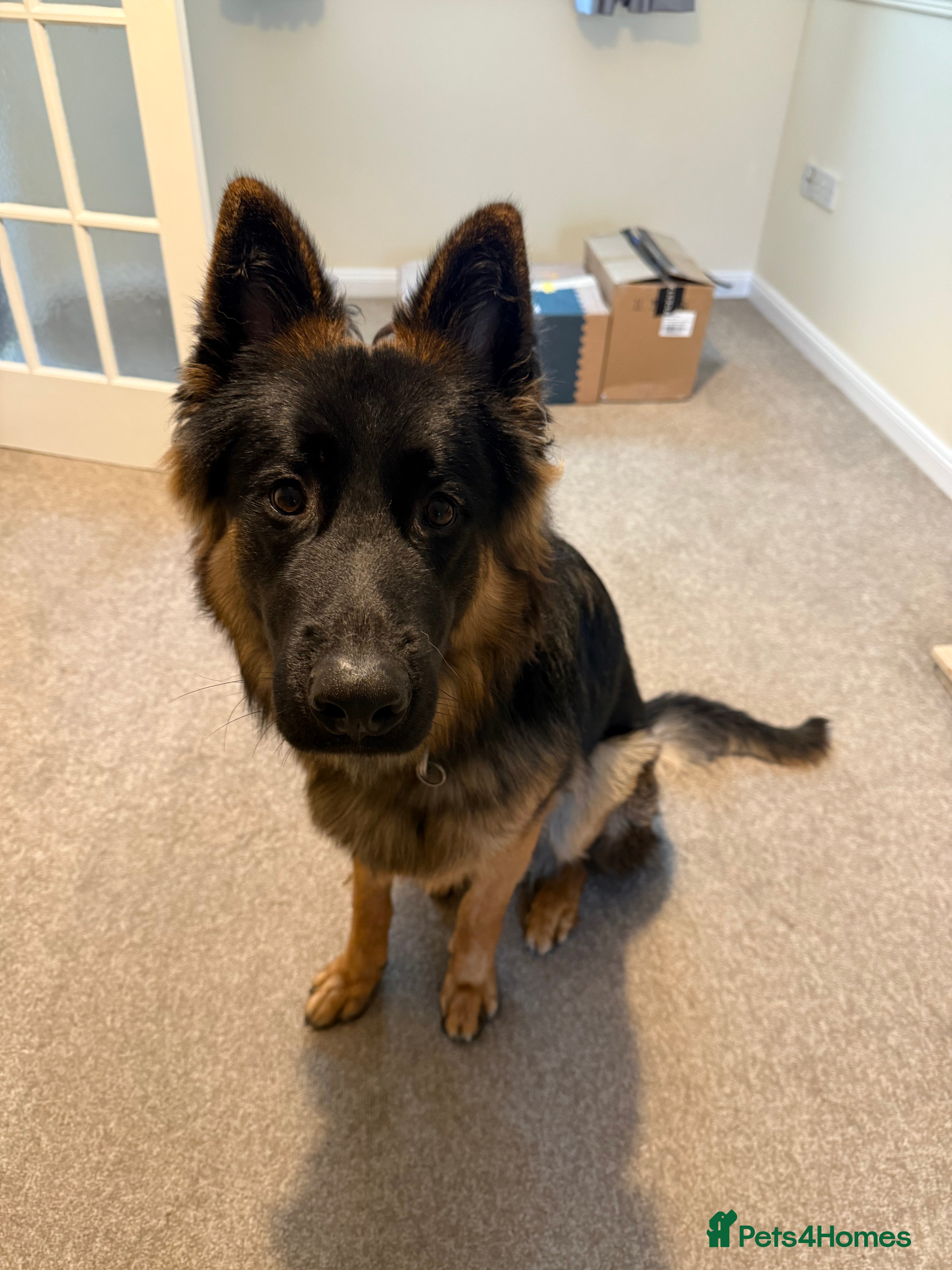 German Shepherd dogs Kylo, 8/9 Month GSD  - Advert 2