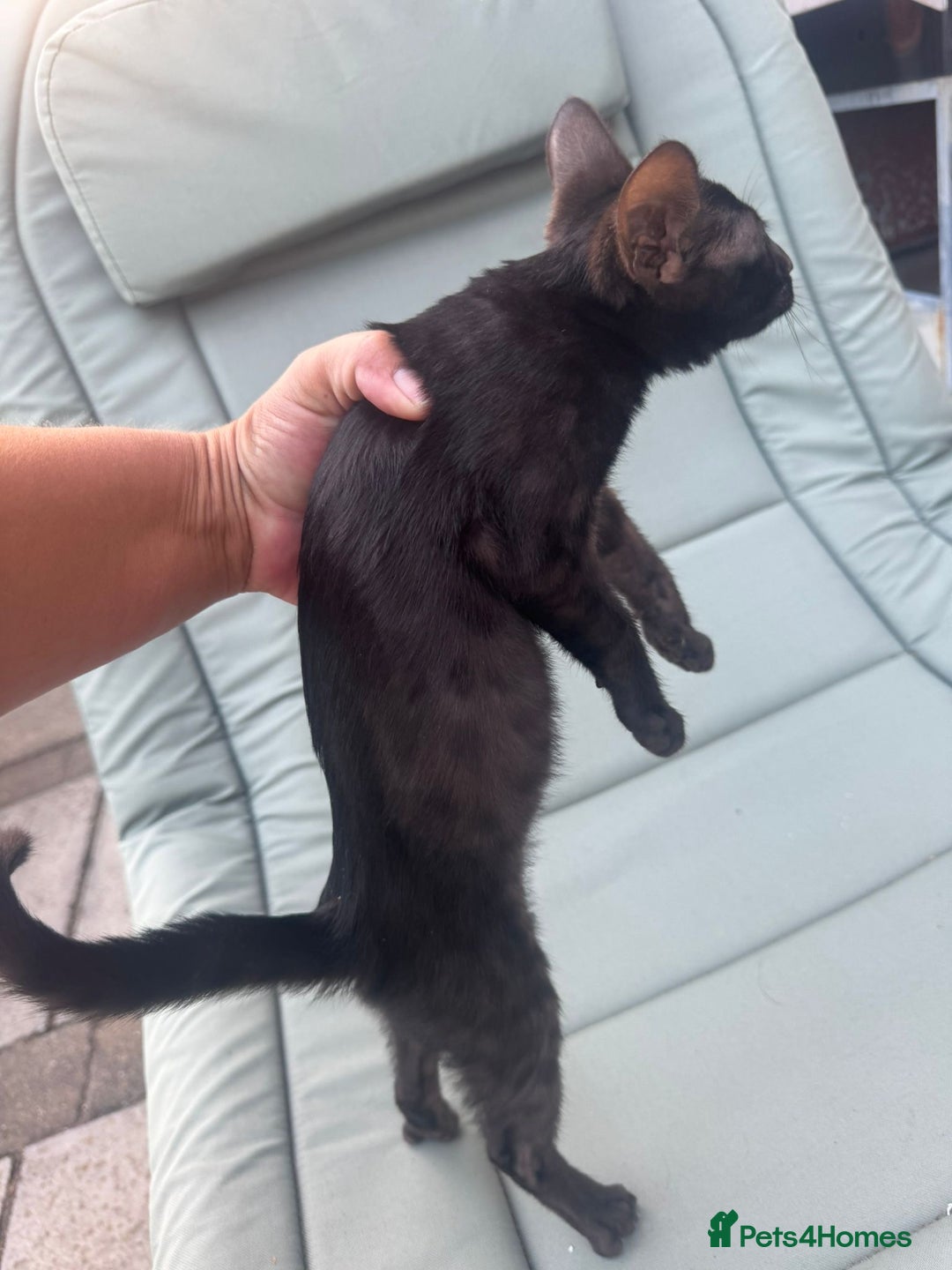 Savannah cats for sale: Beautiful melanistic Savannah - Image 2