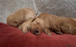 Labrador Retriever dogs for sale: KC Reg Labrador Puppies For Sale - Image 11