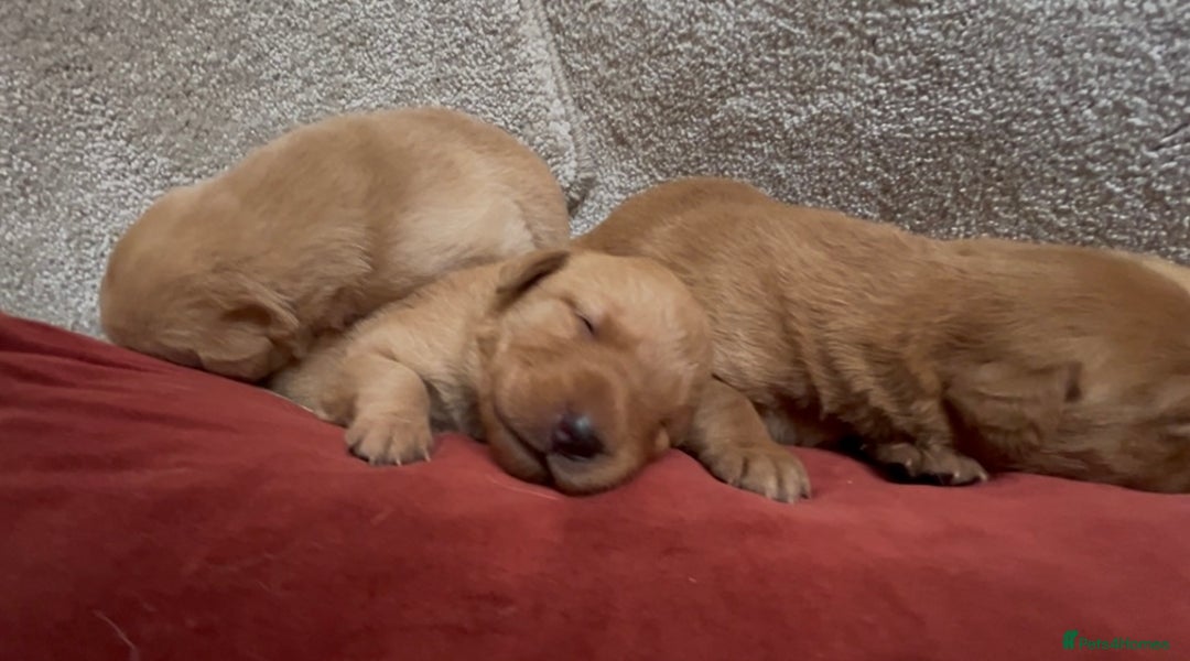 Labrador Retriever dogs for sale: KC Reg Labrador Puppies For Sale - Image 11