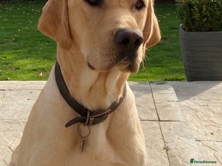 Labrador Retriever dogs in Trowbridge - Advert 1