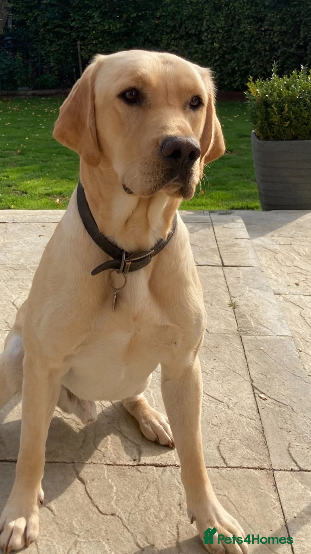 Labrador Retriever dogs for stud: KC REGISTERED STUD DOG in Trowbridge - Advert 1