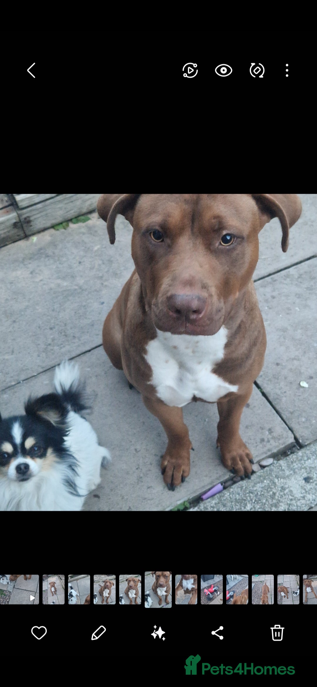 Mixed Breed livestock Roxy  - Advert 15