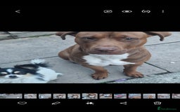 Mixed Breed livestock for sale: Roxy  - Image 1