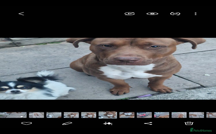 Mixed Breed livestock - Advert 2