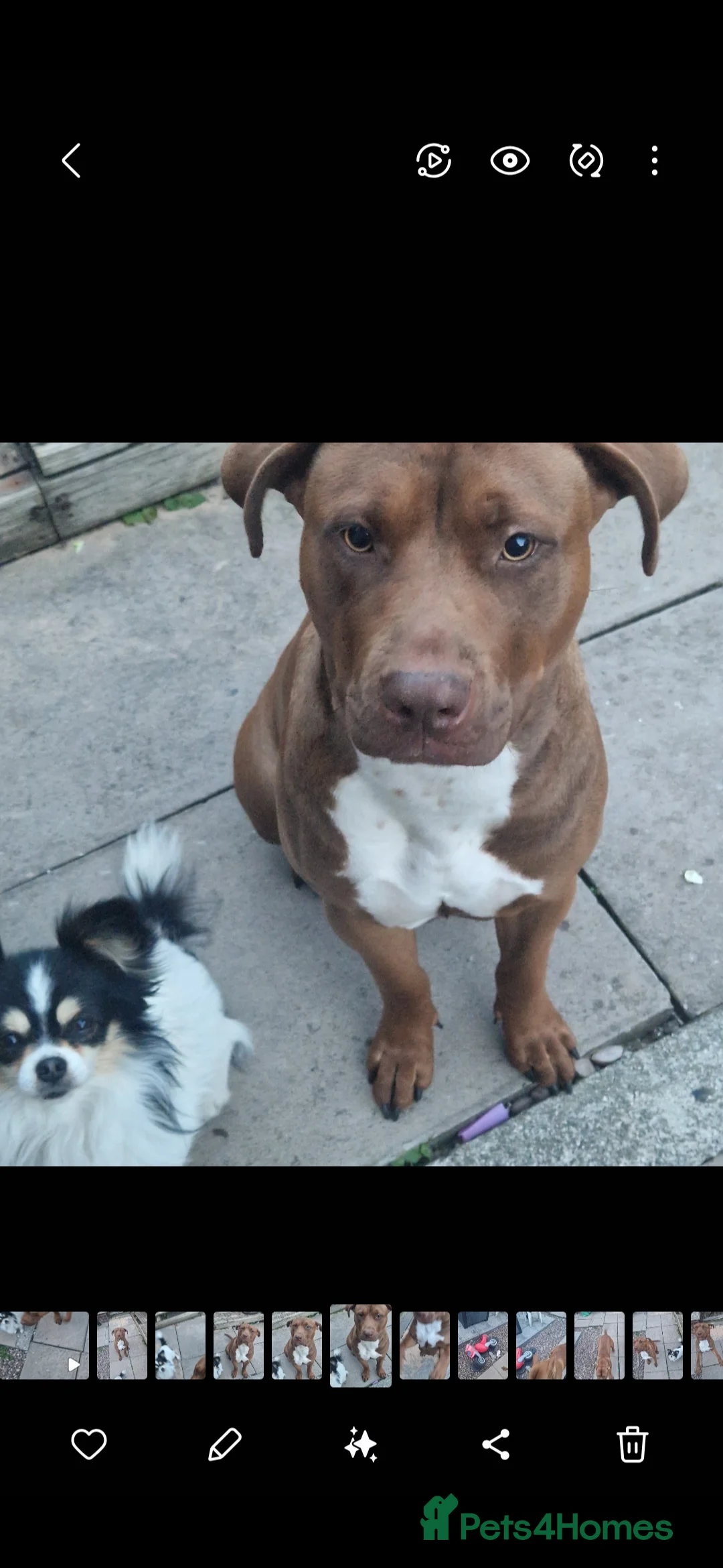 Mixed Breed livestock for sale: Roxy  - Advert 1