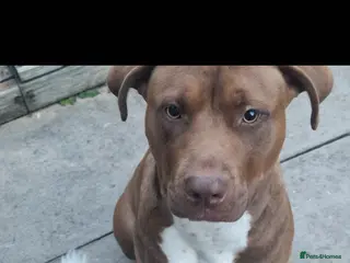 Mixed Breed livestock Roxy - Advert 15