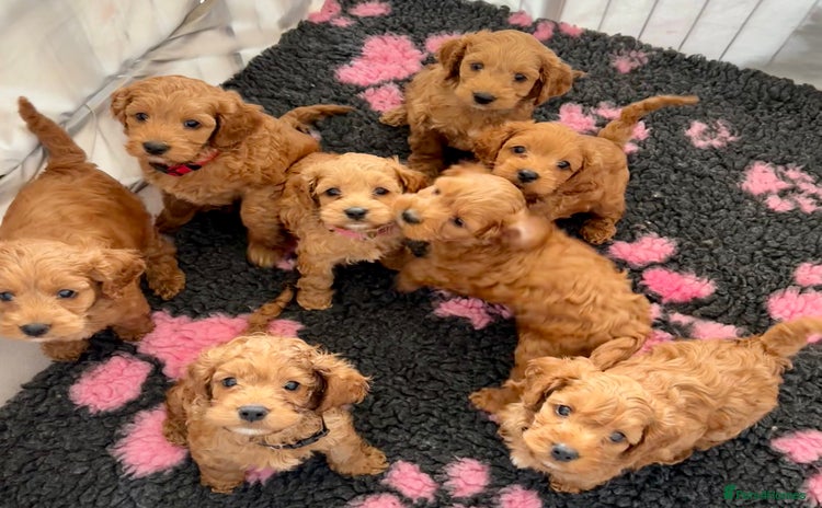 Cockapoo dogs - Advert 5