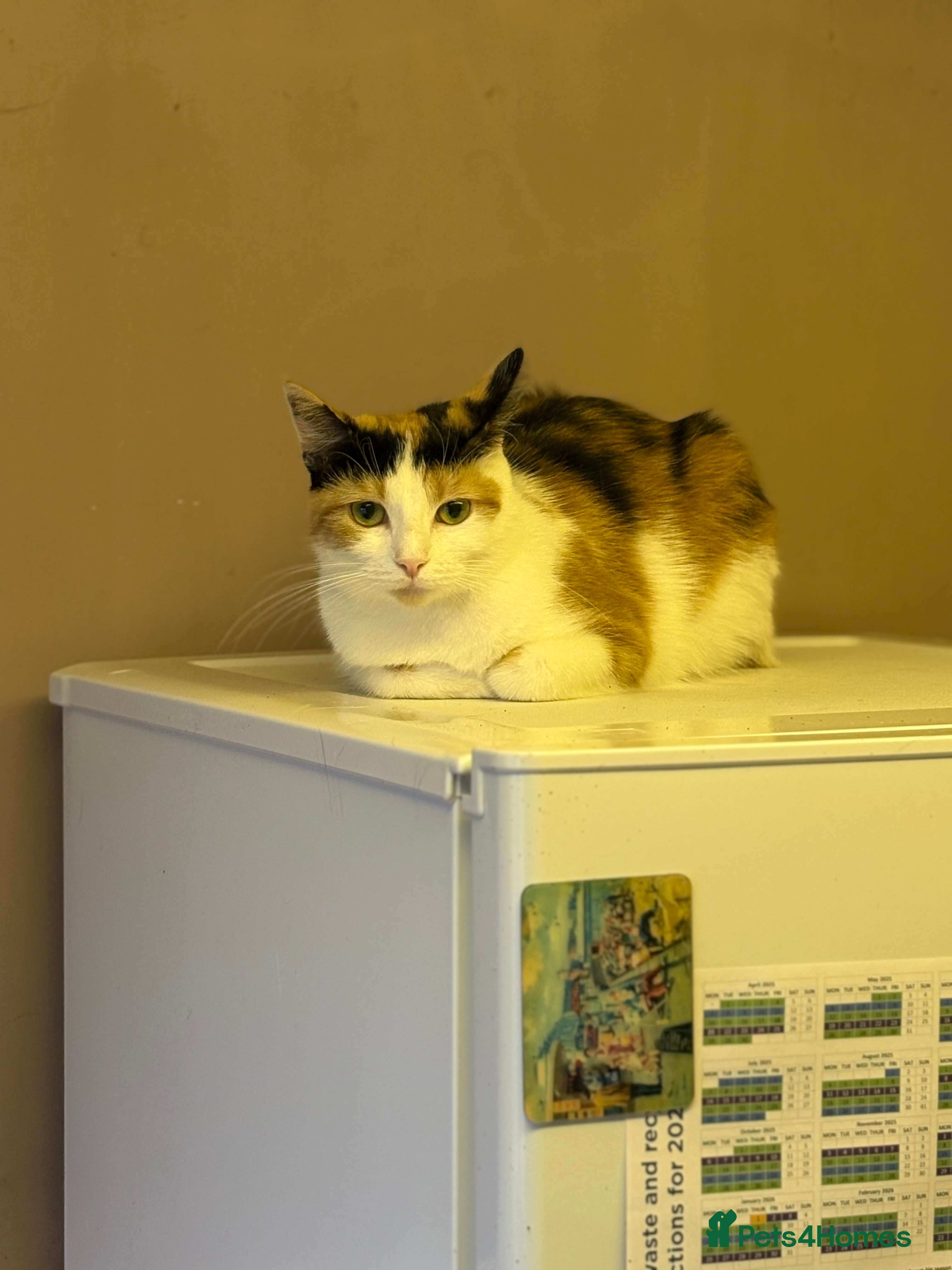 Mixed Breed cats Female calico - Advert 1