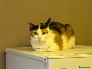 Mixed Breed cats Female calico - Advert 24