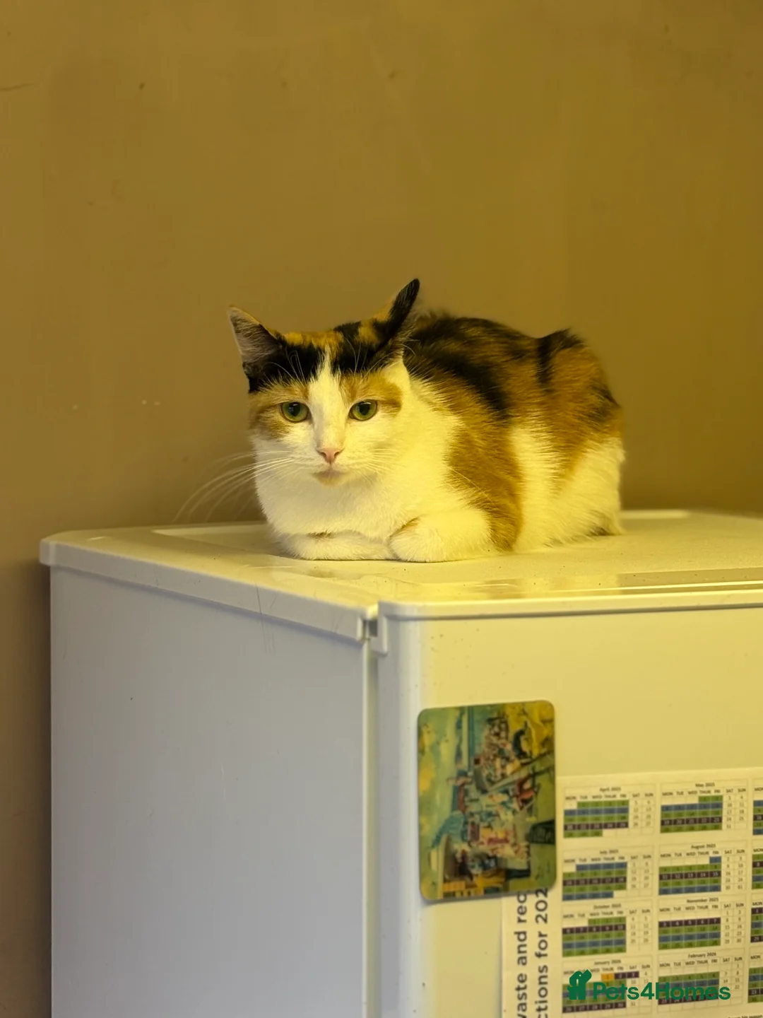 Mixed Breed cats for sale: Female calico - Advert 1