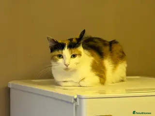 Mixed Breed cats Female calico - Advert 18