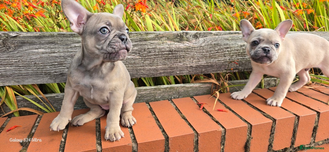French Bulldog dogs for sale: Elsa Girl - Image 4