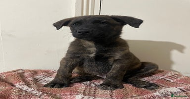German Shepherd dogs - Advert 5