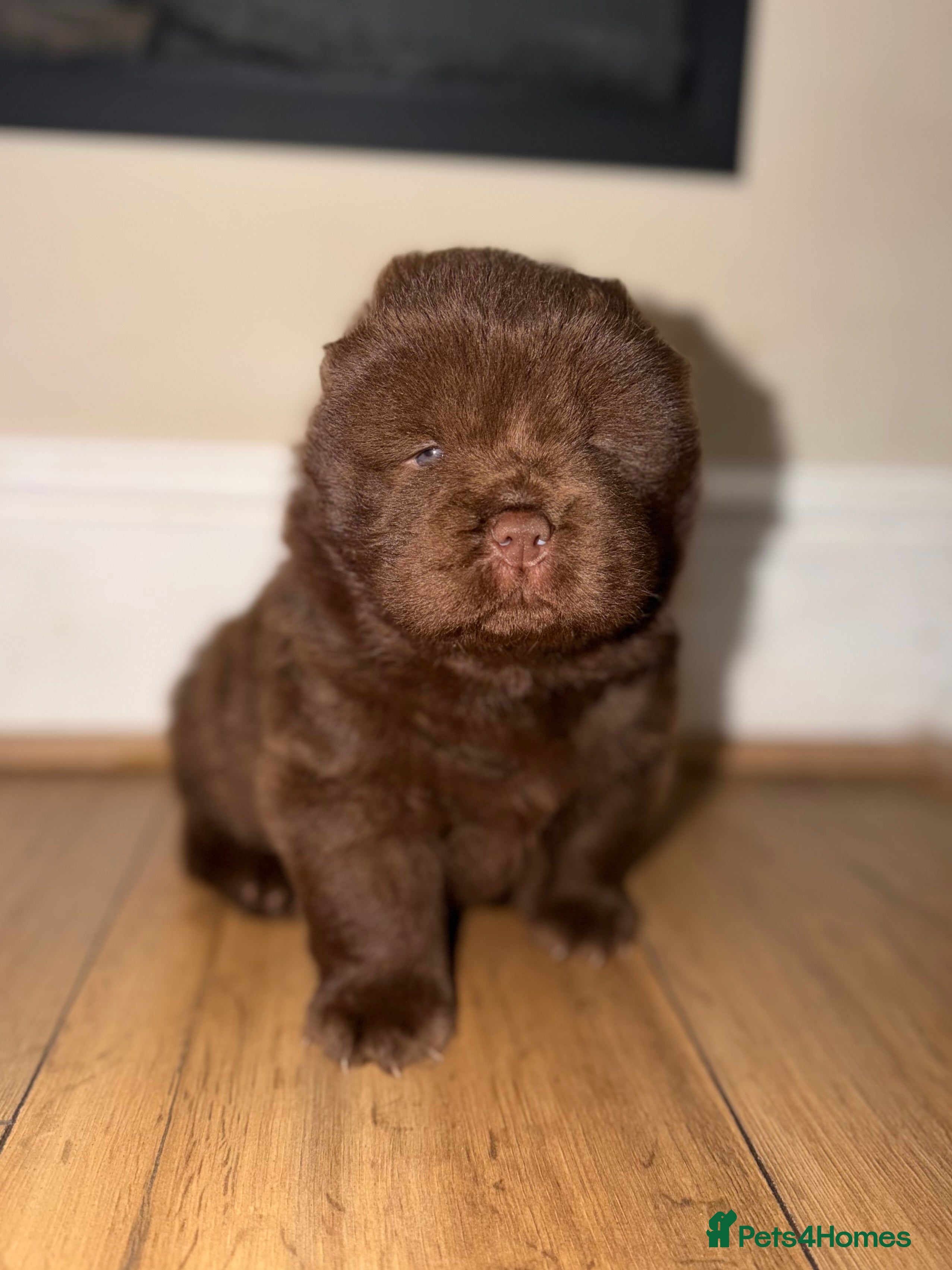 Chow Chow dogs 🐻 Exceptional KC Registered Chow Chows 🐻 - Advert 3