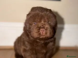 Chow Chow dogs 🐻 Exceptional KC Registered Chow Chows 🐻 - Advert 3