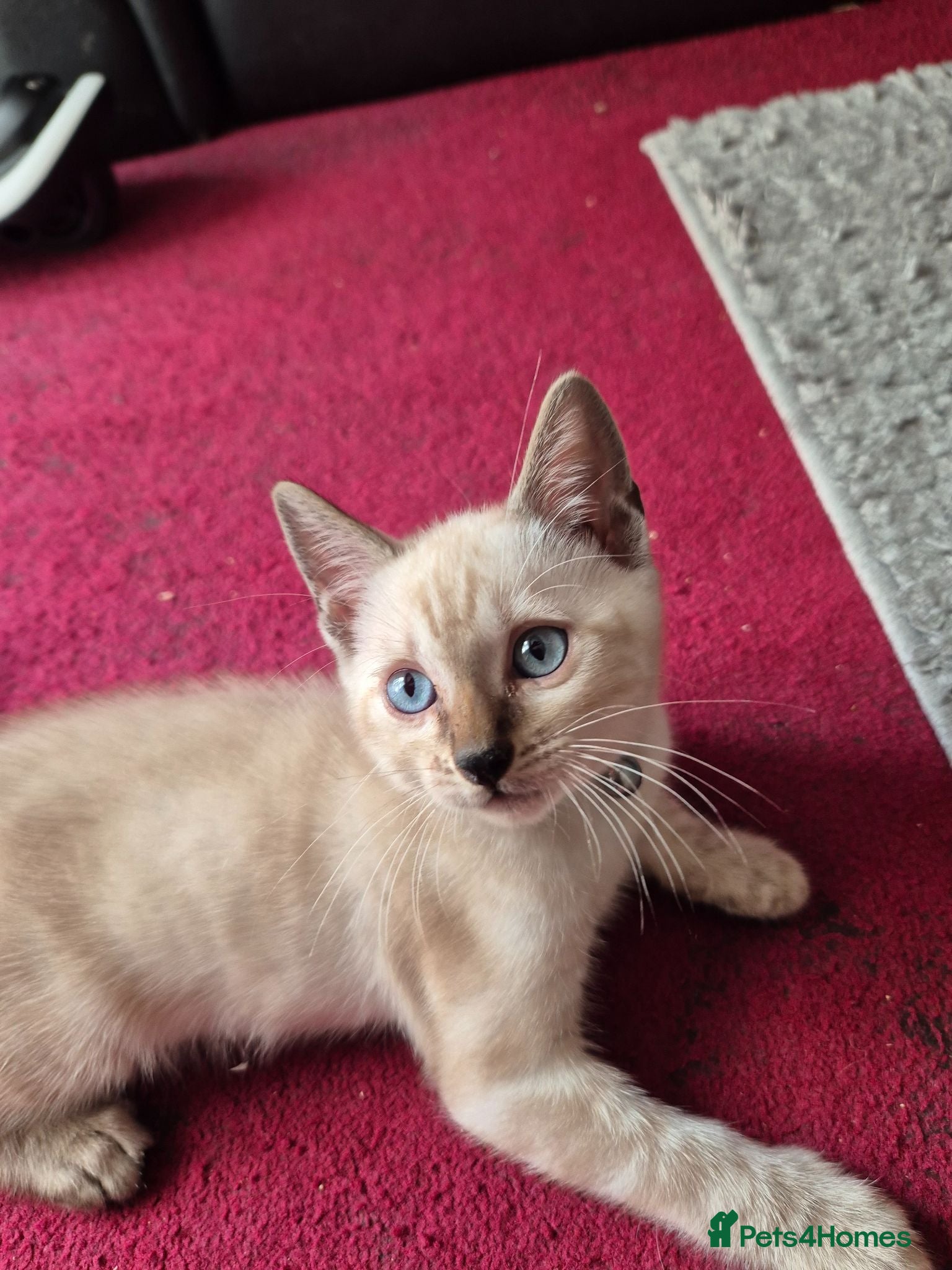 Mixed Breed cats Bengal Kittens  - Advert 2