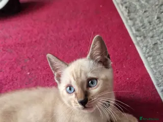 Mixed Breed cats Bengal Kittens - Advert 2
