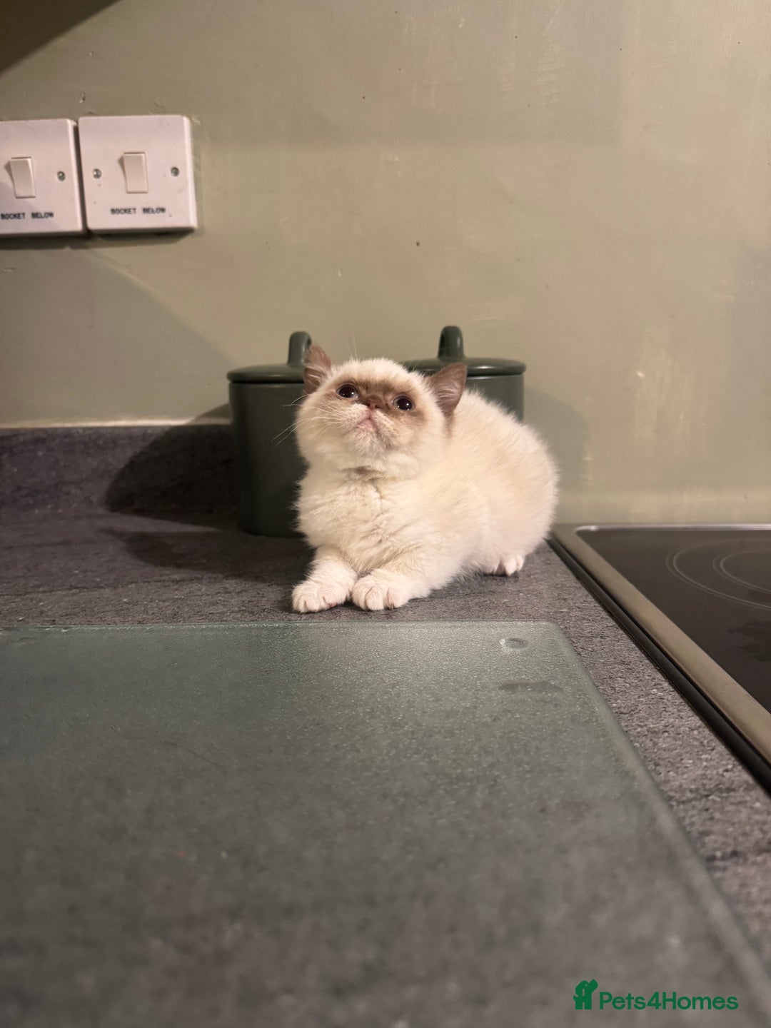 British Shorthair cats for sale: Cinnamon bi colour colourpoint  - Advert 6