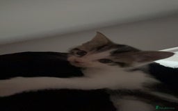 British Longhair cats for sale: Boy kitten for sale - Image 4